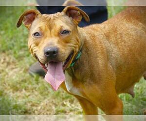 American Pit Bull Terrier-Unknown Mix Dogs for adoption in Tallahassee, FL, USA
