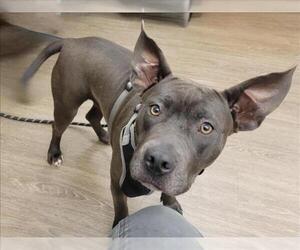 American Pit Bull Terrier-Unknown Mix Dogs for adoption in Martinez, CA, USA