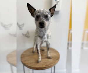 Mutt Dogs for adoption in Studio City, CA, USA