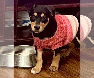 American Staffordshire Terrier-Rottweiler Mix Dogs for adoption in Chester, VA, USA
