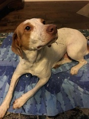 Brittany-Pointer Mix Dogs for adoption in Huntsville, AL, USA
