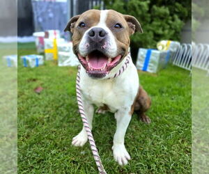 American Bulldog-Unknown Mix Dogs for adoption in Long Beach, CA, USA