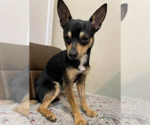 Chihuahua-Unknown Mix Dogs for adoption in Cranston, RI, USA