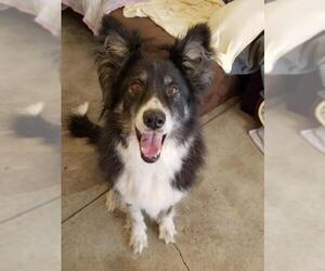 Border-Aussie Dogs for adoption in Agoura Hills, CA, USA