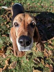 Basset Hound Dogs for adoption in Salt Lake City, UT, USA