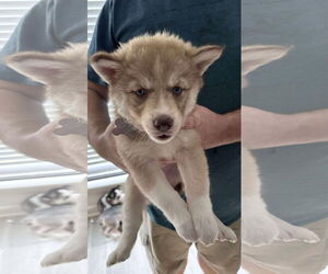 - Mix Dogs for adoption in Holly Springs, NC, USA