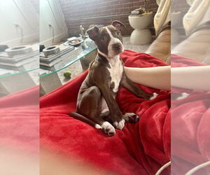American Pit Bull Terrier-Staffordshire Bull Terrier Mix Dogs for adoption in Dana Point, CA, USA