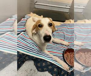 American Foxhound-Unknown Mix Dogs for adoption in Conroe, TX, USA