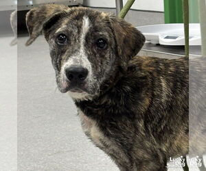 Mutt Dogs for adoption in Washington, DC, USA