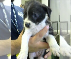 Borador Dogs for adoption in Missouri City, TX, USA