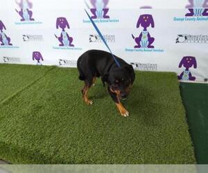 Meagle Dogs for adoption in Orlando, FL, USA