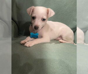 Chihuahua-Unknown Mix Dogs for adoption in Plainfield, IL, USA