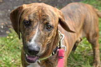 Small Basset Hound Mix