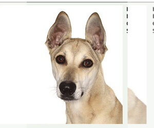 Greyhound-Unknown Mix Dogs for adoption in Fort Pierce, FL, USA