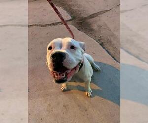 Bulldog Dogs for adoption in Saginaw, MI, USA
