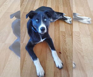 Retriever -Unknown Mix Dogs for adoption in Germantown, OH, USA