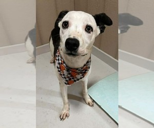 German Shepherd Dog-Jack Russell Terrier Mix Dogs for adoption in Aurora, IN, USA