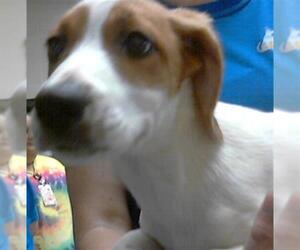 English Foxhound-Labrador Retriever Mix Dogs for adoption in Fayetteville, NC, USA