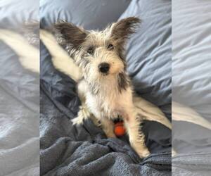 Mutt Dogs for adoption in Plainfield, IL, USA