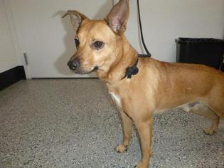 Miniature Pinscher Dogs for adoption in Henderson, NV, USA