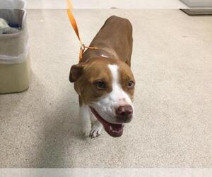 American Pit Bull Terrier Dogs for adoption in Riverside, CA, USA