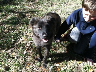 Sheprador Dogs for adoption in BOERNE, TX, USA
