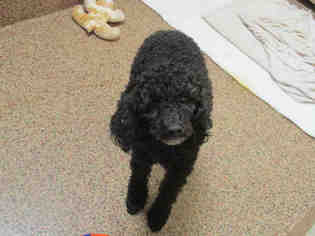 Poodle (Miniature) Dogs for adoption in Springfield, MA, USA