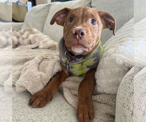 American Pit Bull Terrier-Huskies Mix Dogs for adoption in Fargo, ND, USA