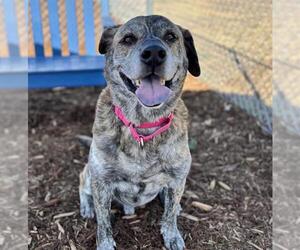 Dutch Shepherd -Labrador Retriever Mix Dogs for adoption in Denver, CO, USA