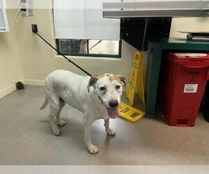 Labrador Retriever Dogs for adoption in Pasadena, CA, USA