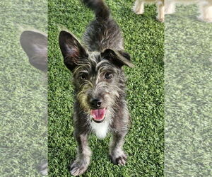 Norwich Terrier-Unknown Mix Dogs for adoption in Agoura Hills, CA, USA