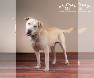 Alaskan Husky-Labrador Retriever Mix Dogs for adoption in Denver, CO, USA