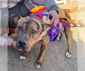 Staffordshire Bull Terrier Dogs for adoption in Pasadena, TX, USA