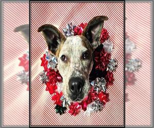 Great Dane-Unknown Mix Dogs for adoption in Frisco, CO, USA