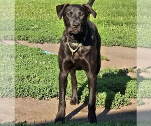 Labrador Retriever-Unknown Mix Dogs for adoption in Brooklyn Center, MN, USA