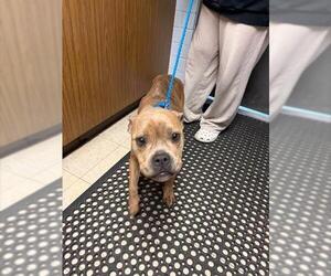 Mutt Dogs for adoption in Stockton, CA, USA