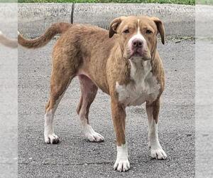 American Staffordshire Terrier-Unknown Mix Dogs for adoption in San Antonio, TX, USA