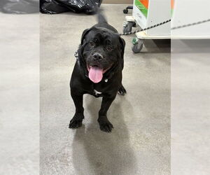 Mastiff Dogs for adoption in Forestville, MD, USA