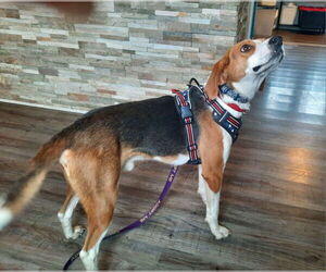 Mutt Dogs for adoption in Fairfax, VA, USA