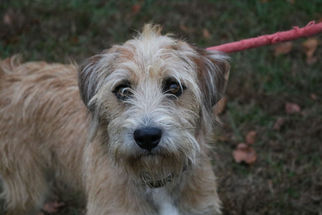 Irish Terrier-Miniature Schnauzer Mix Dogs for adoption in Cookeville, TN, USA