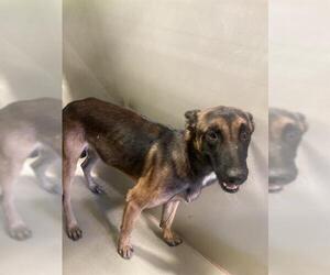 German Shepherd Dog Dogs for adoption in Bakersfield, CA, USA