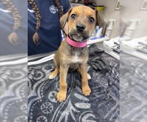 German Shepherd Dog-Unknown Mix Dogs for adoption in Norco, CA, USA