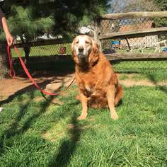 Golden Retriever Dogs for adoption in Irwin, PA, USA
