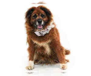 Chow Chow Dogs for adoption in Orlando, FL, USA