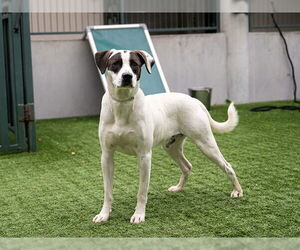 Plott Hound-Unknown Mix Dogs for adoption in Pasadena, CA, USA