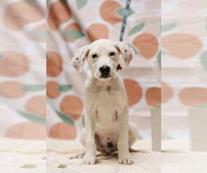 Mutt Dogs for adoption in Alexandria, VA, USA