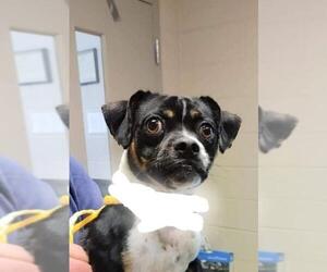 Chug Dogs for adoption in Fredericksburg, VA, USA