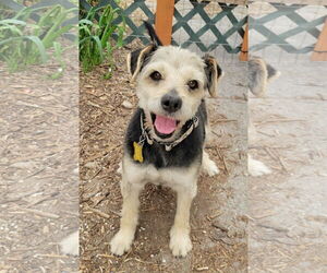 Mutt Dogs for adoption in Sandy, UT, USA