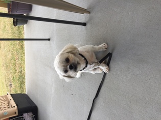 Medium Photo #1 Shih Tzu Puppy For Sale in Windermere, FL, USA