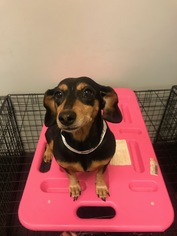 Dachshund Dogs for adoption in Herndon, VA, USA